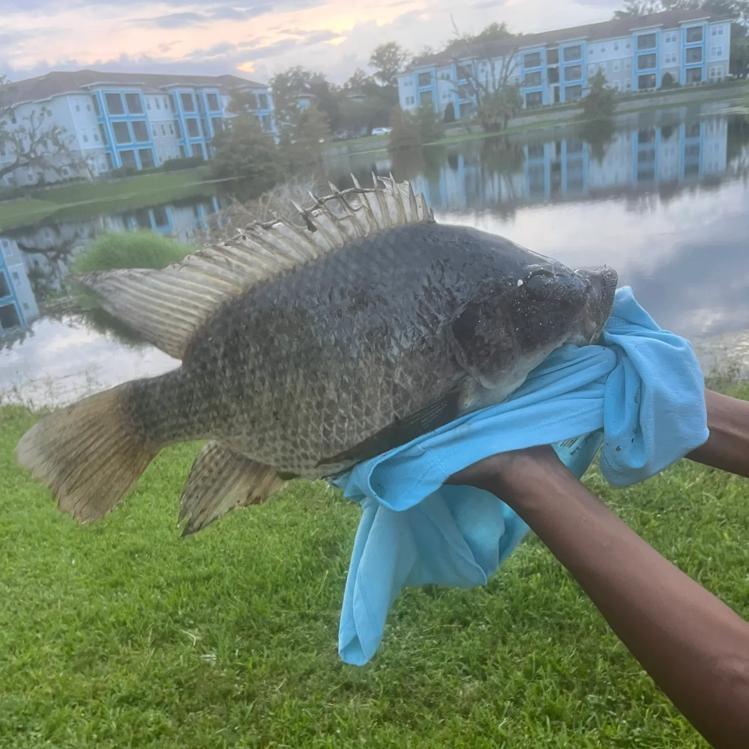 Nile tilapia caught on Fishbrain