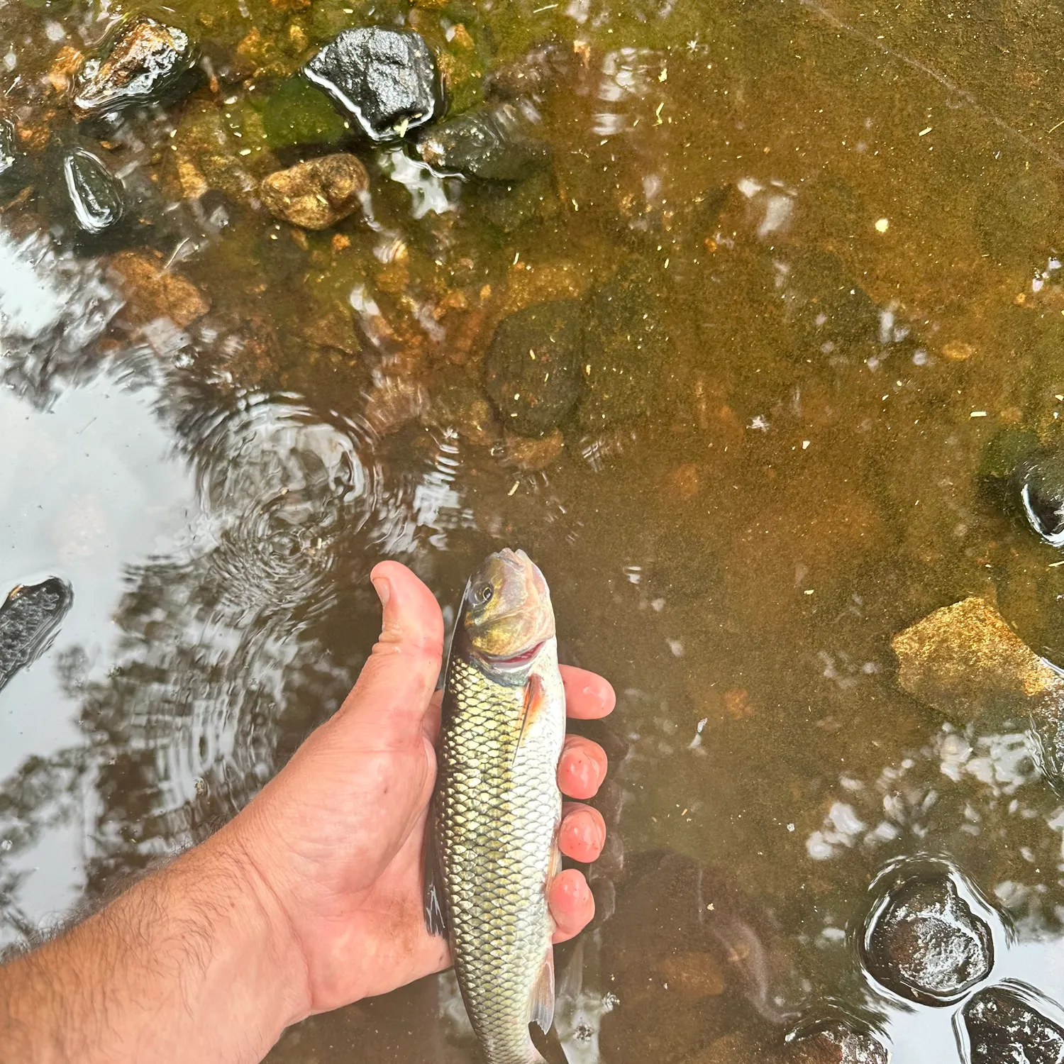 Fish caught on Fishbrain