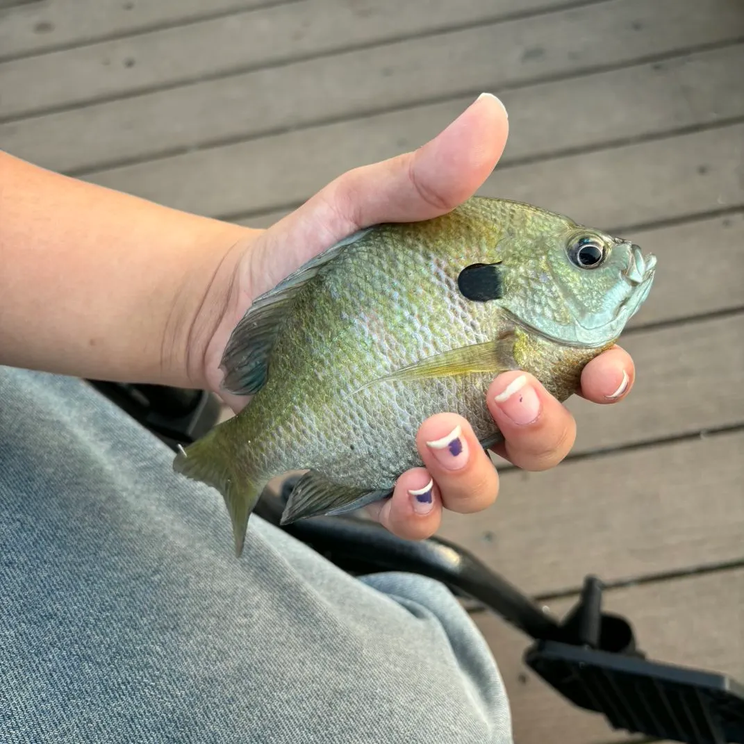 Bluegill caught on Fishbrain