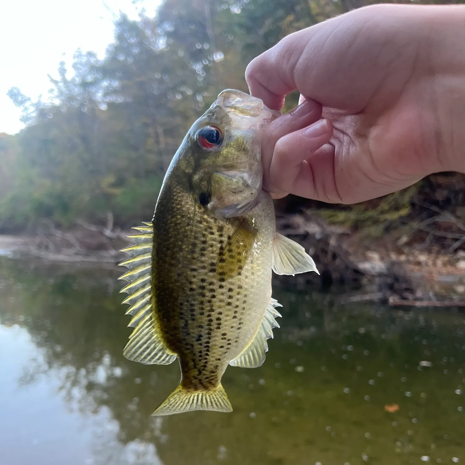Rock bass caught on Fishbrain