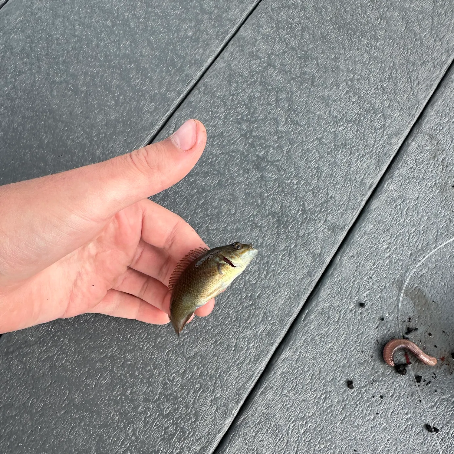 Seminole killifish caught on Fishbrain