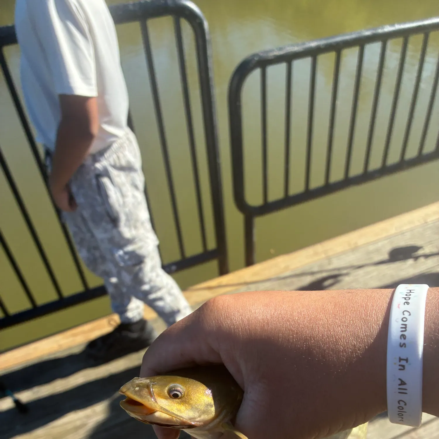 Yellow bullhead caught on Fishbrain