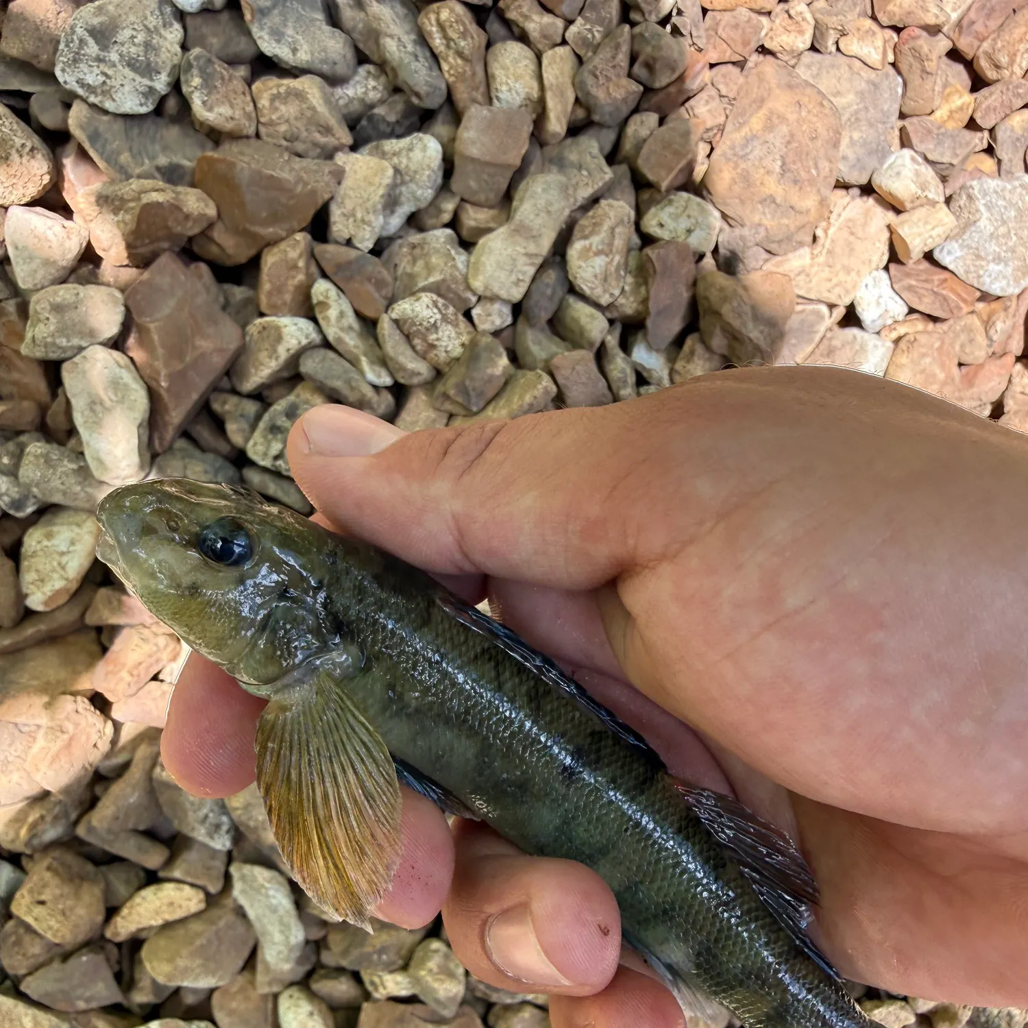 The most recent Greenside darter catches on Fishbrain