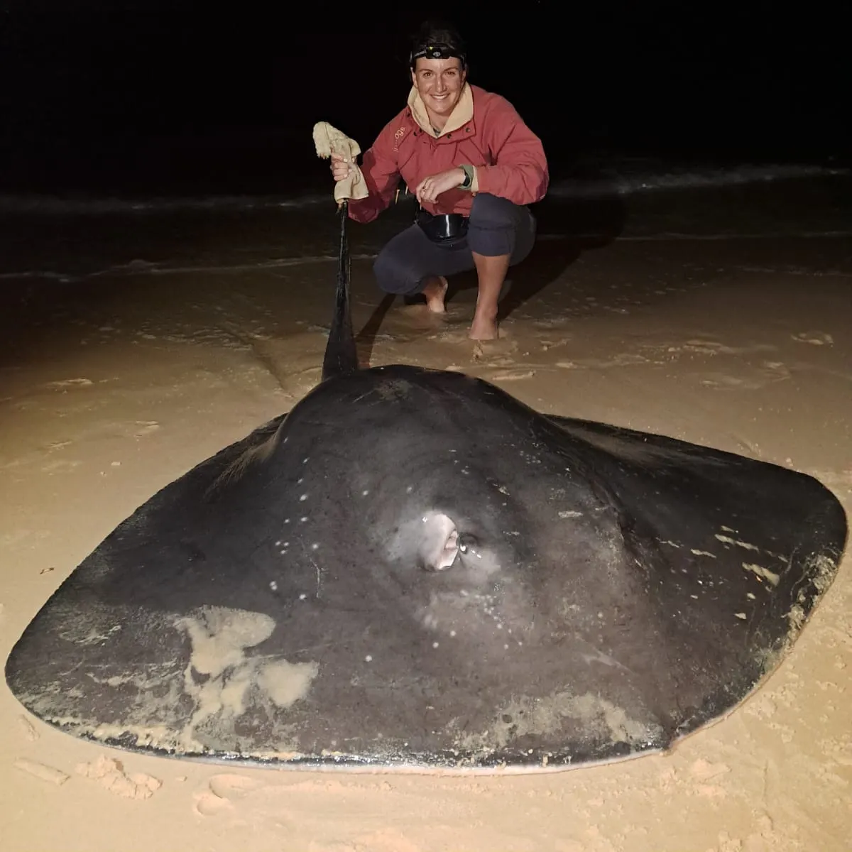 The most recent Short-tail stingray catches on Fishbrain