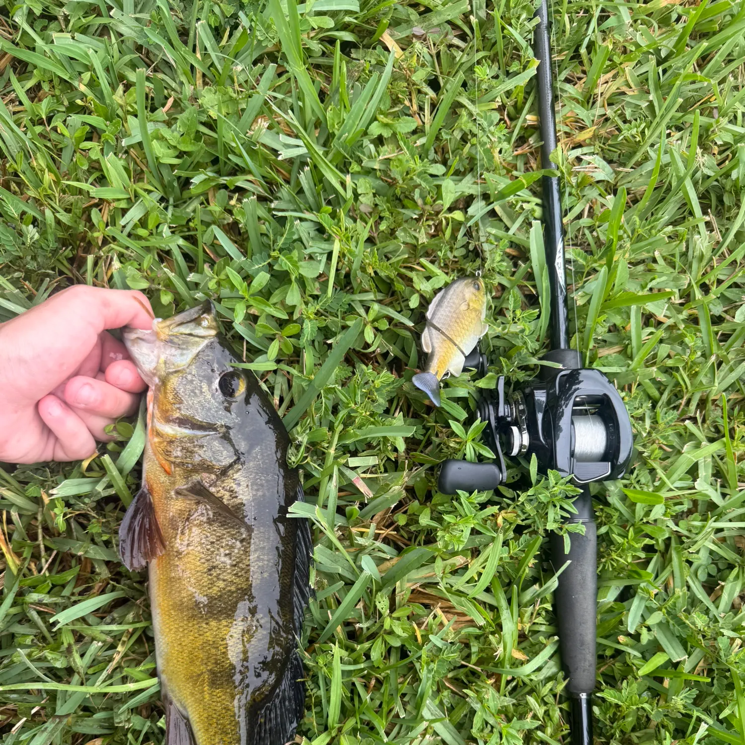 The most recent Butterfly peacock bass catches on Fishbrain
