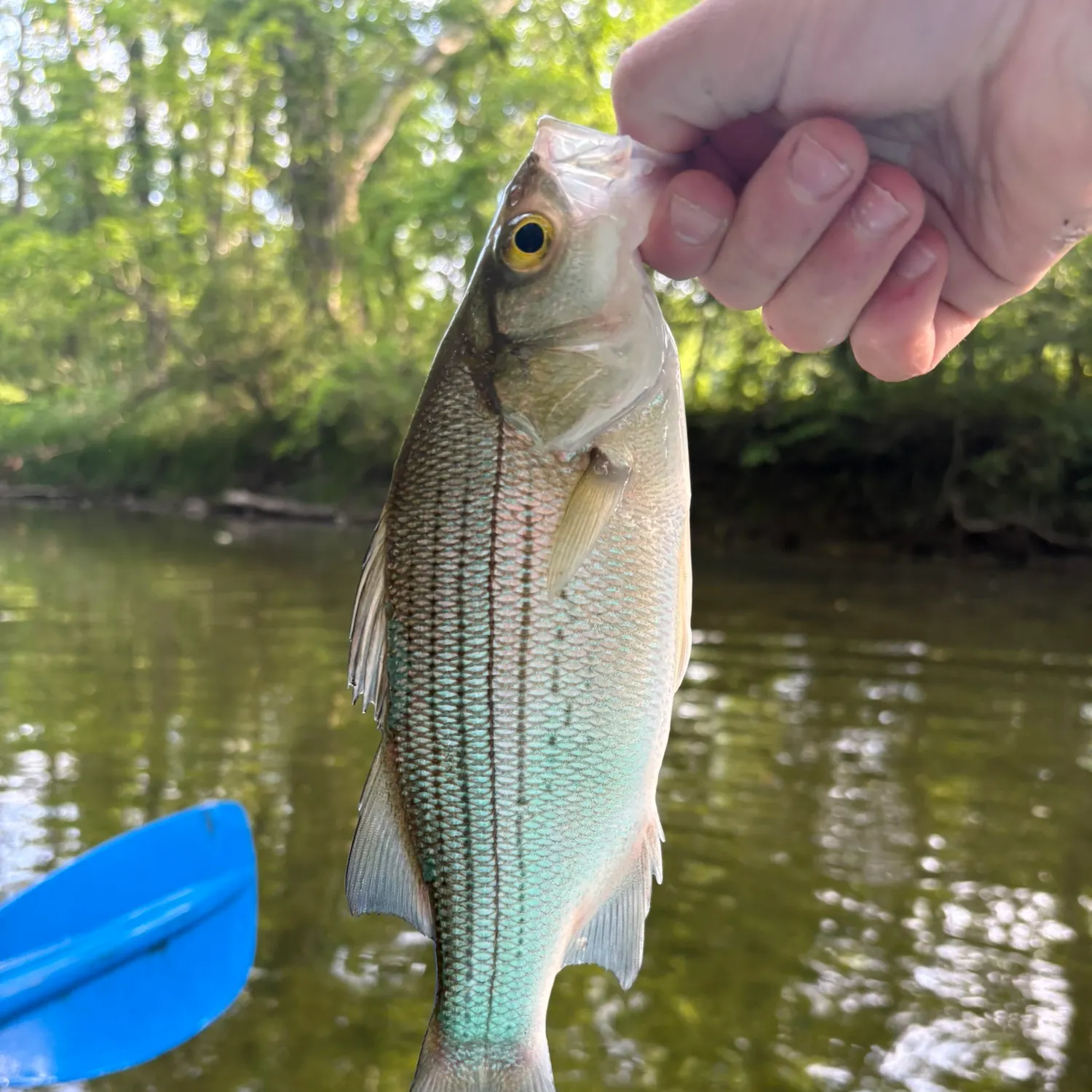 The most recent White bass catches on Fishbrain