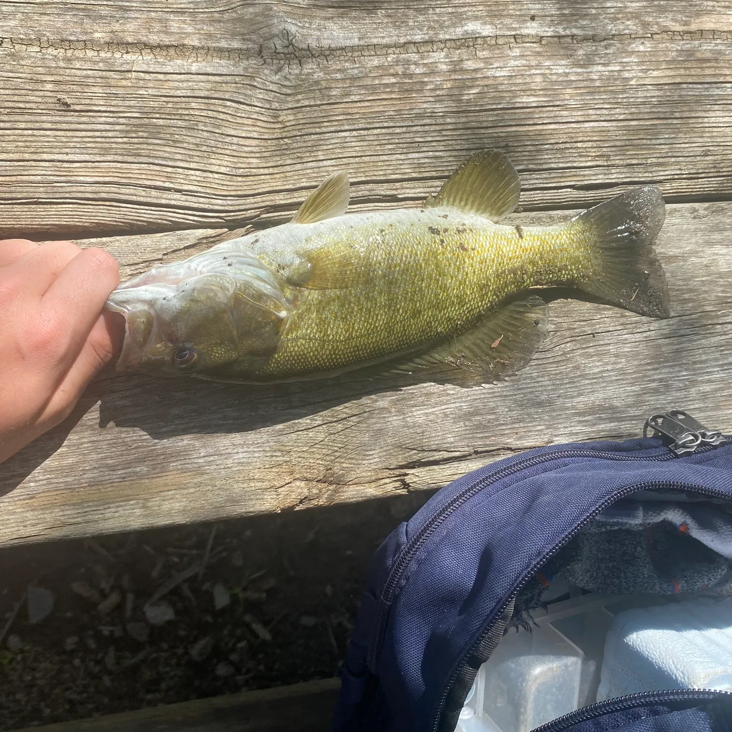 Smallmouth bass caught on Fishbrain