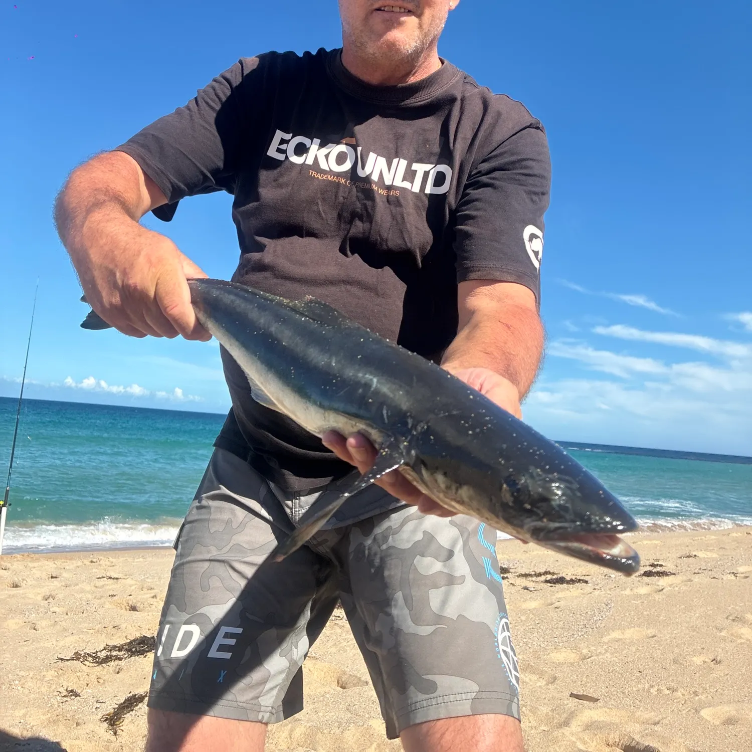 The most recent Cobia catches on Fishbrain