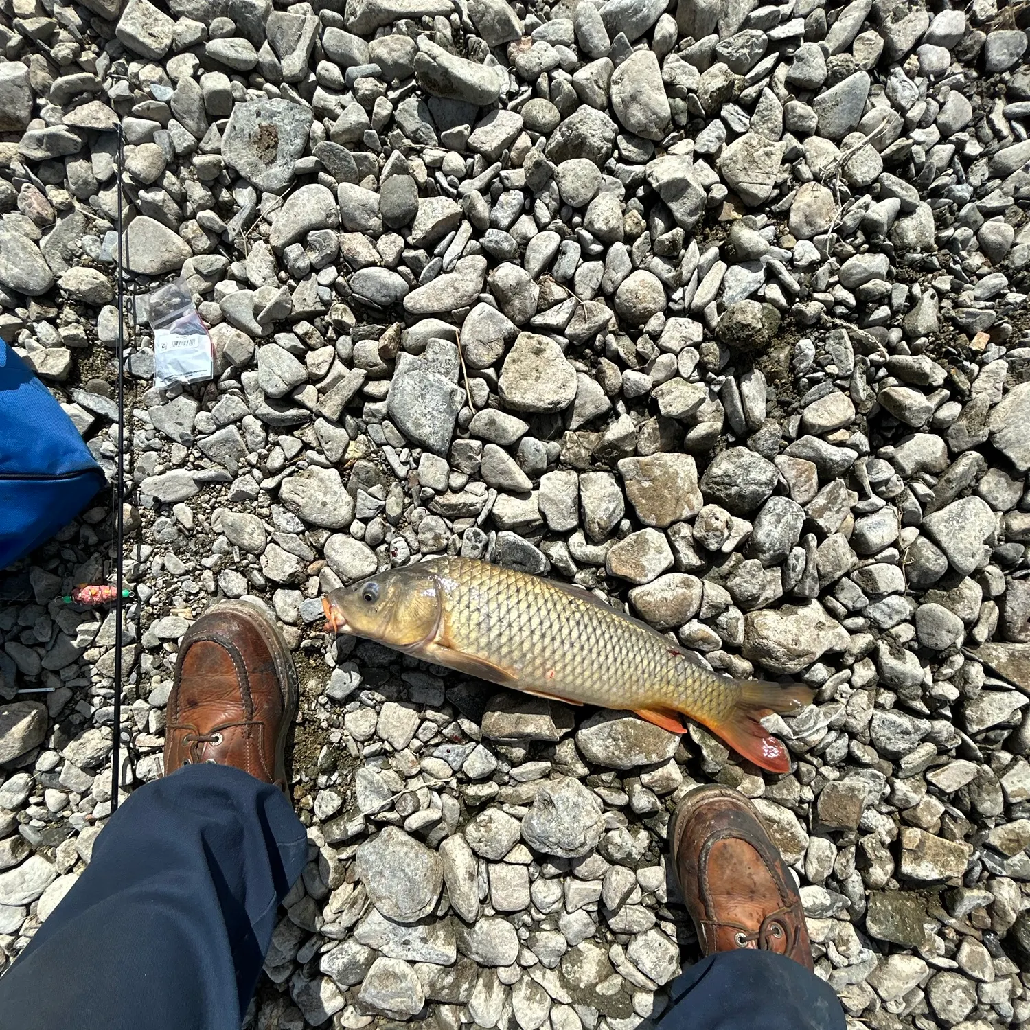 Common carp caught on Fishbrain