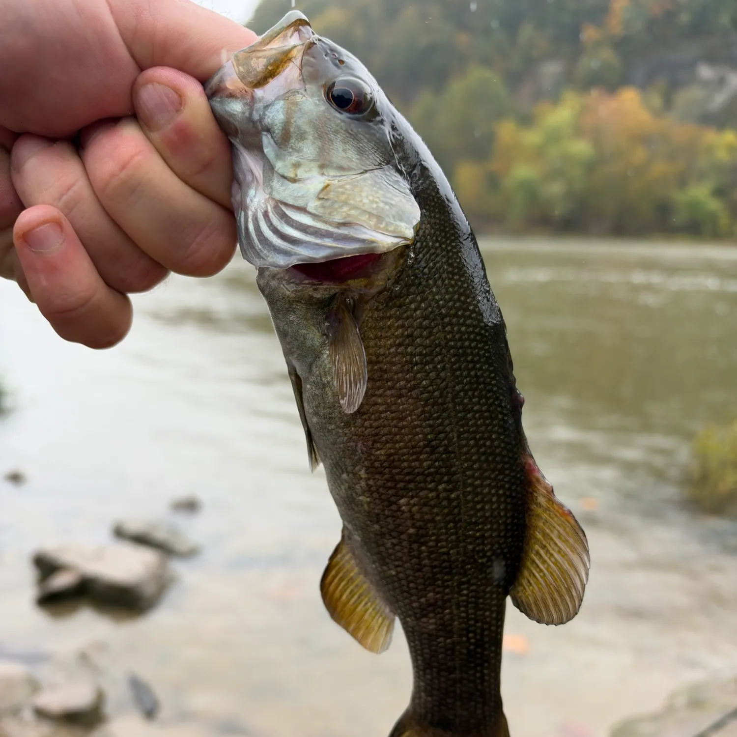 Smallmouth bass caught on Fishbrain