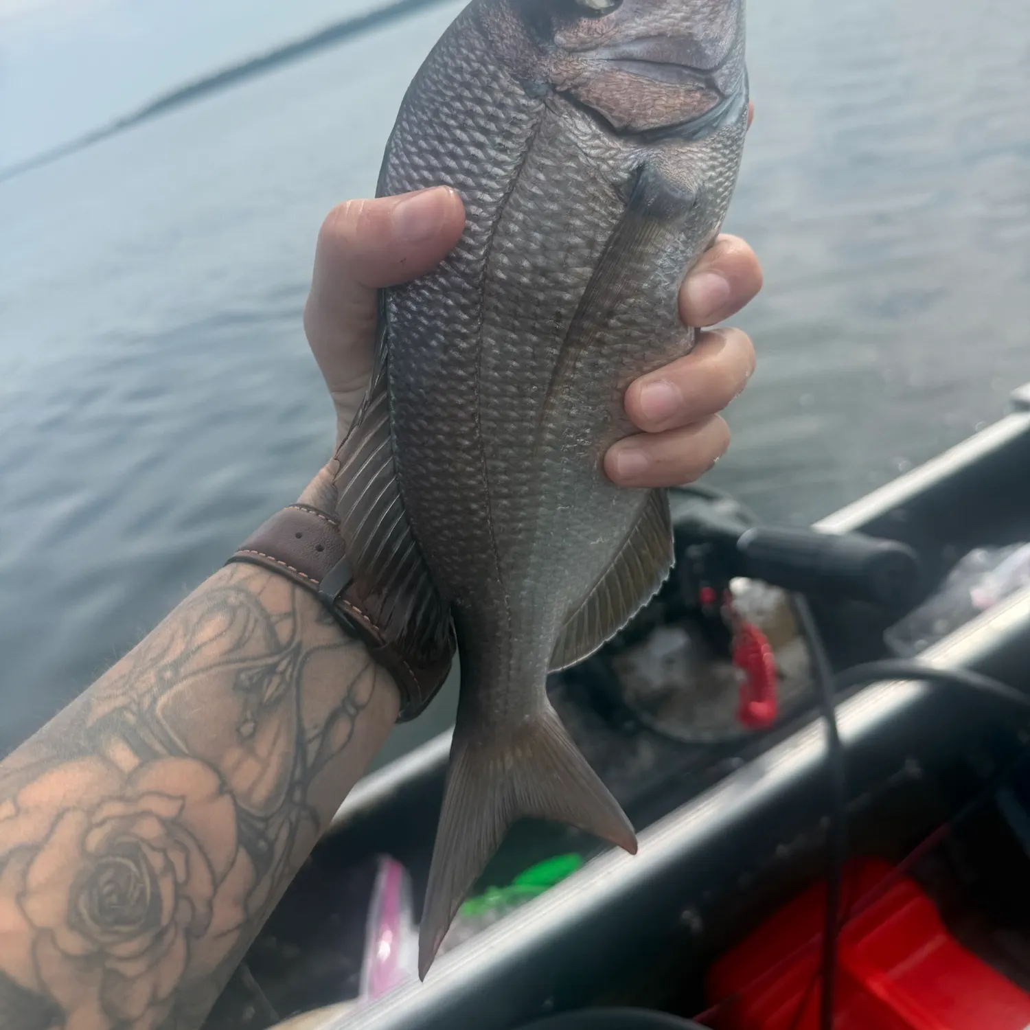 Scup caught on Fishbrain