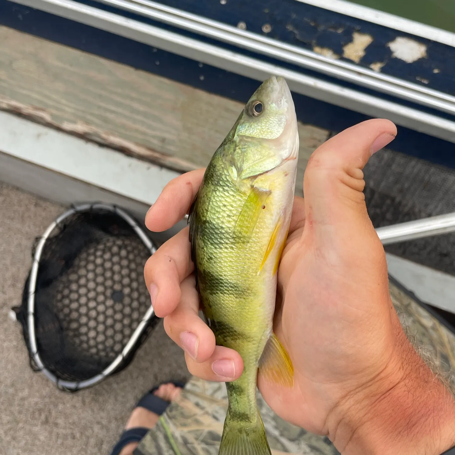 Yellow perch caught on Fishbrain