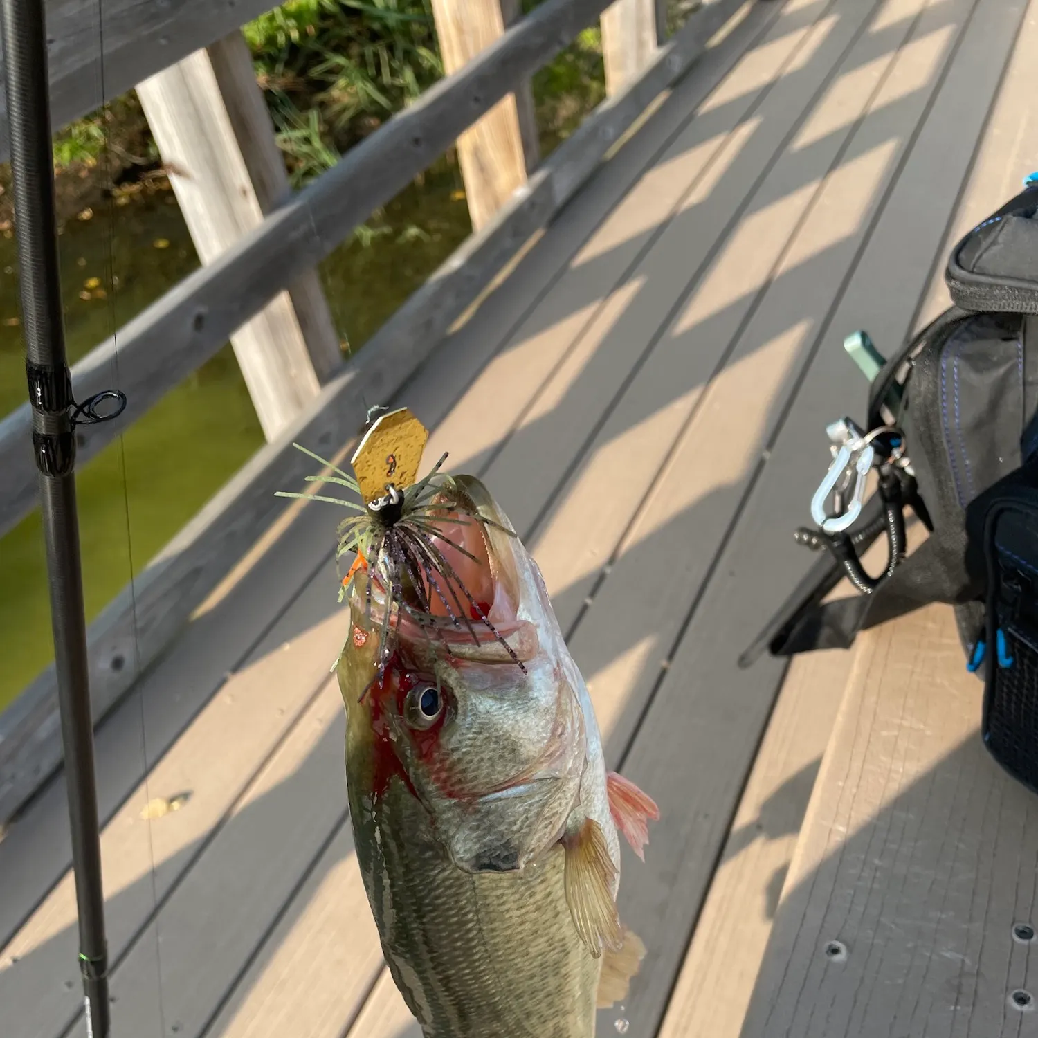 Largemouth bass caught on Fishbrain