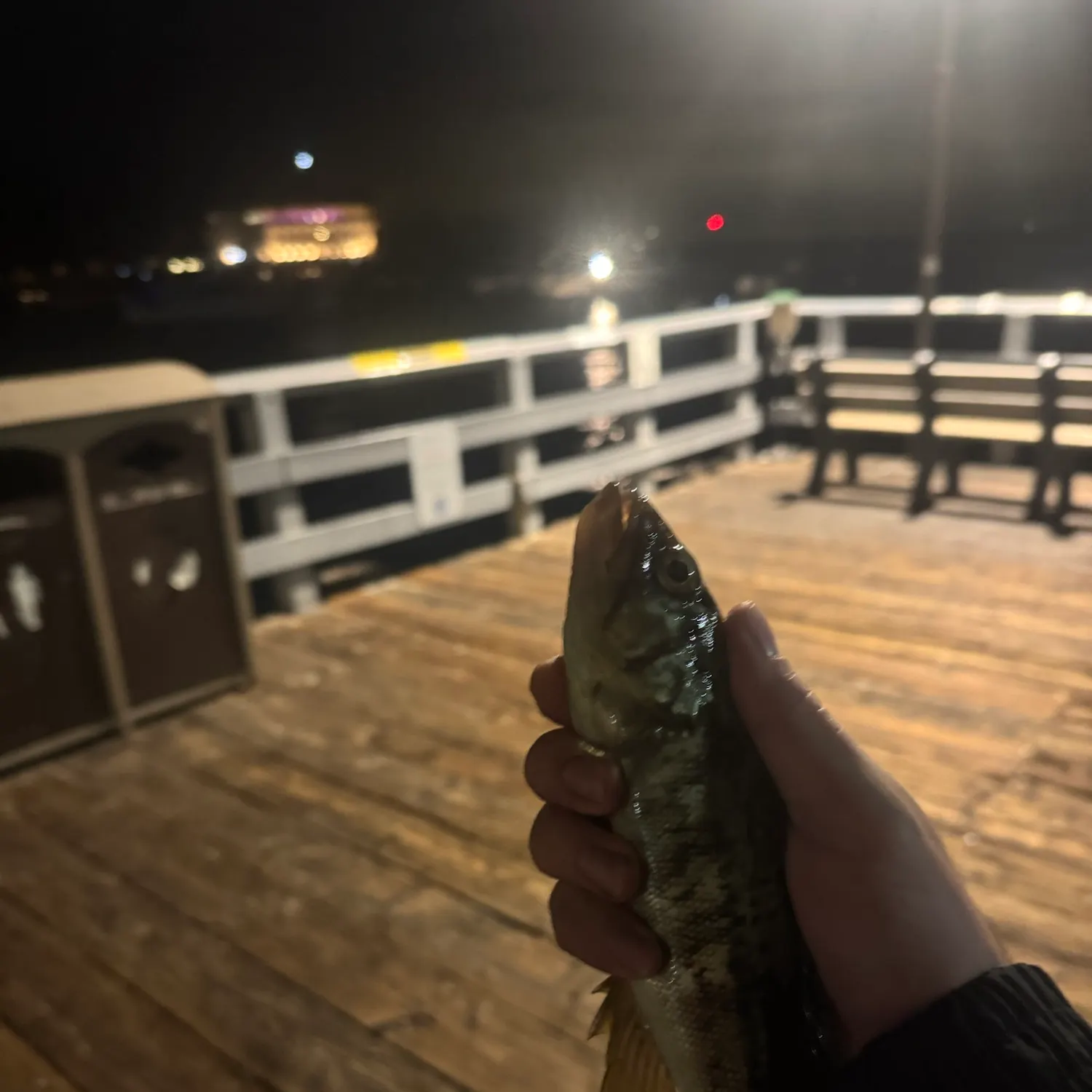 Kelp bass caught on Fishbrain