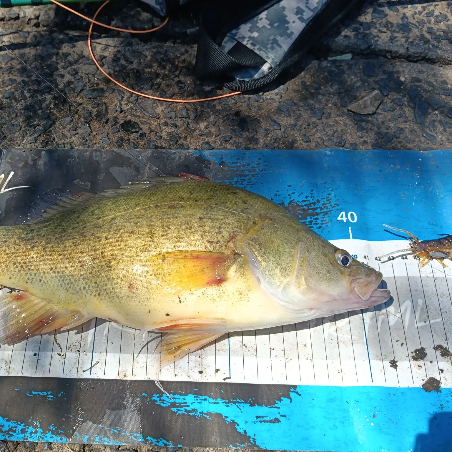 The most recent Golden perch catches on Fishbrain
