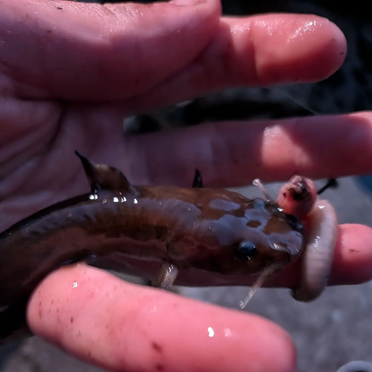 Flathead catfish caught on Fishbrain