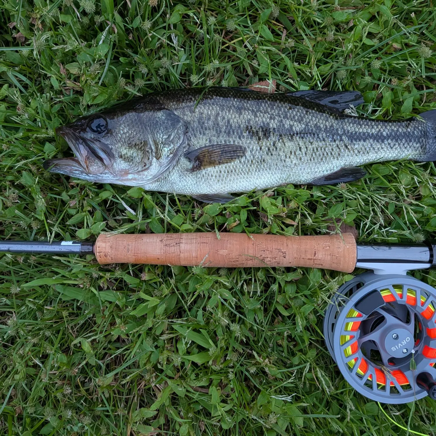 Largemouth bass caught on Fishbrain