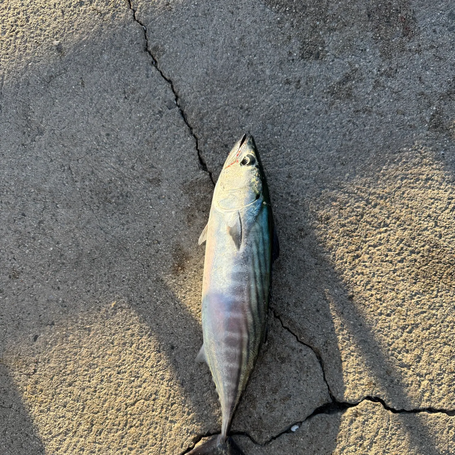The most recent Pacific bonito catches on Fishbrain