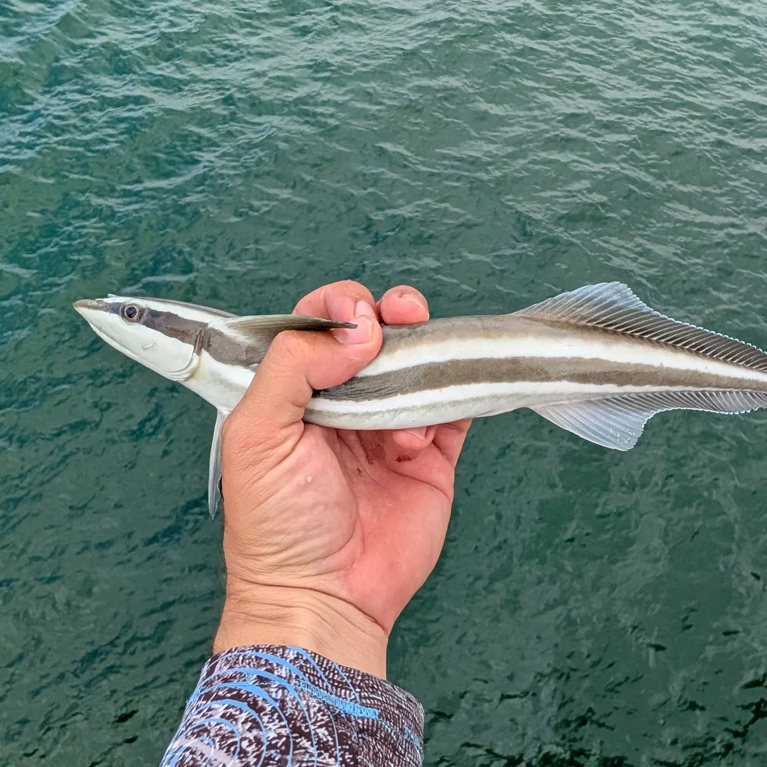 The most recent Whitefin sharksucker catches on Fishbrain