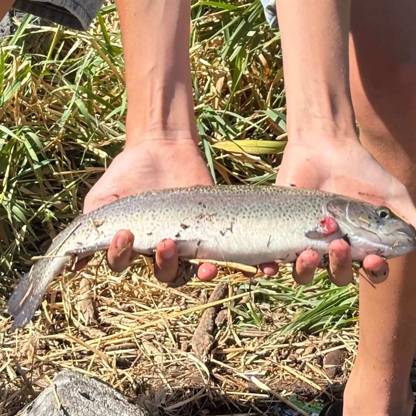 Rainbow trout caught on Fishbrain