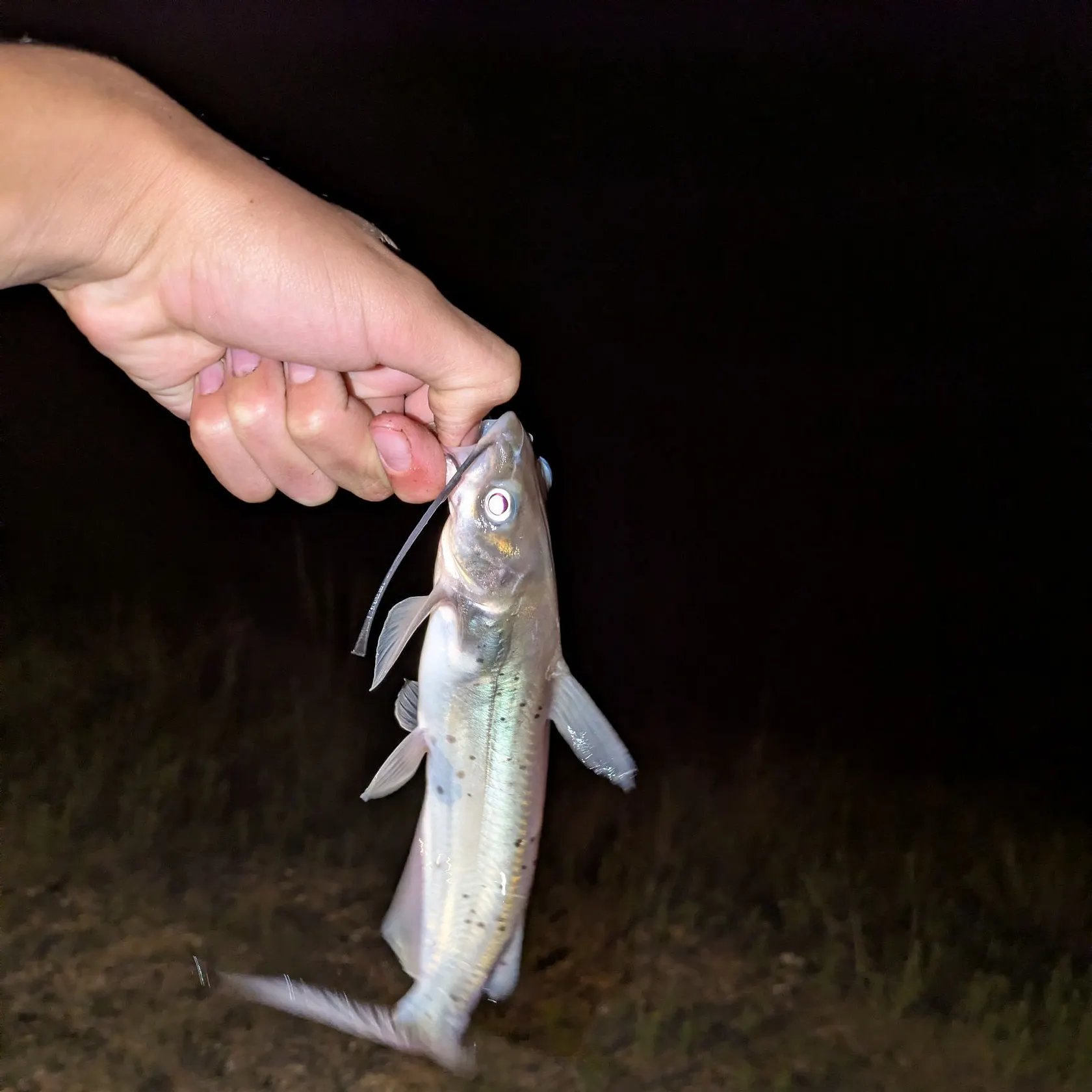 Channel catfish caught on Fishbrain