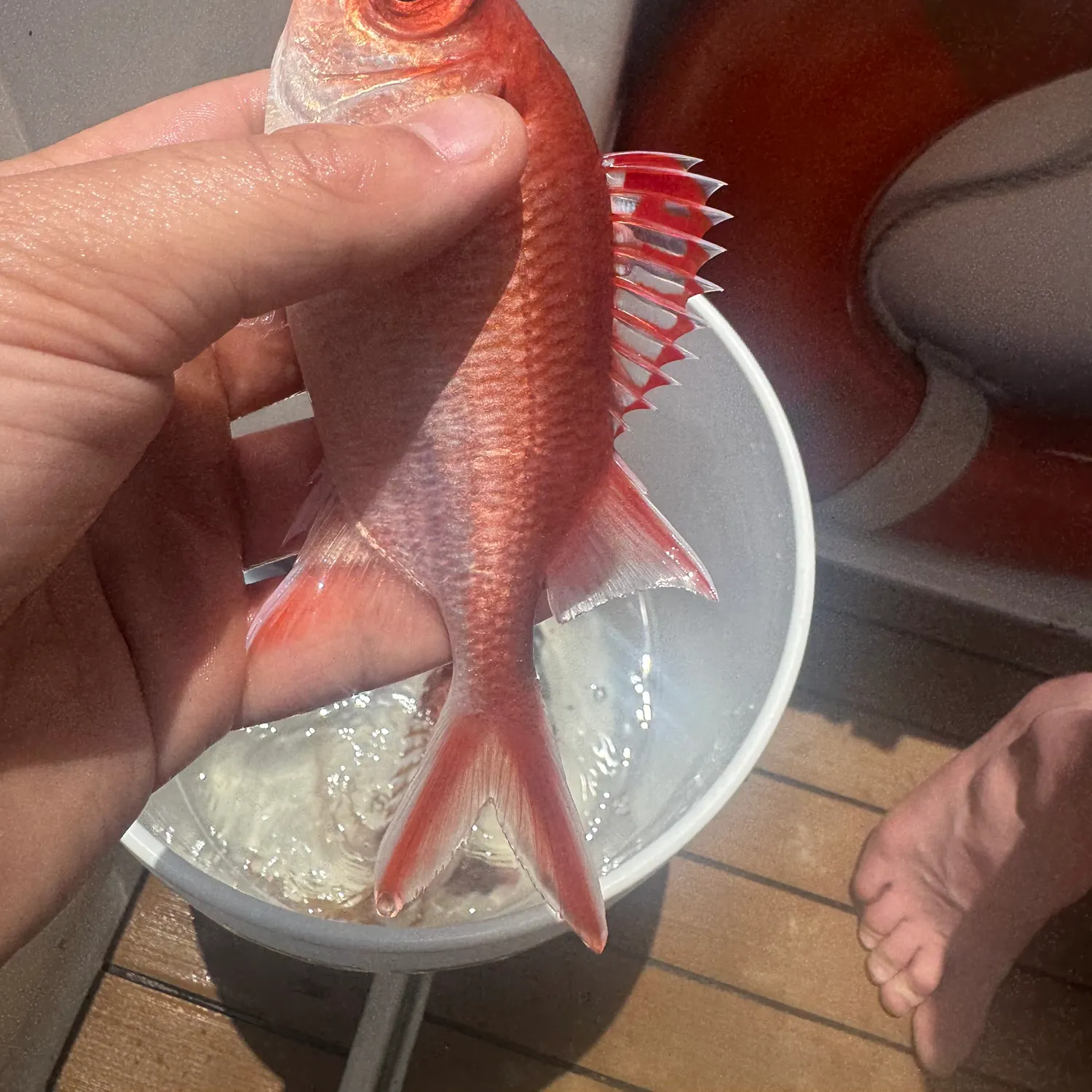 The most recent Blackbar soldierfish catches on Fishbrain