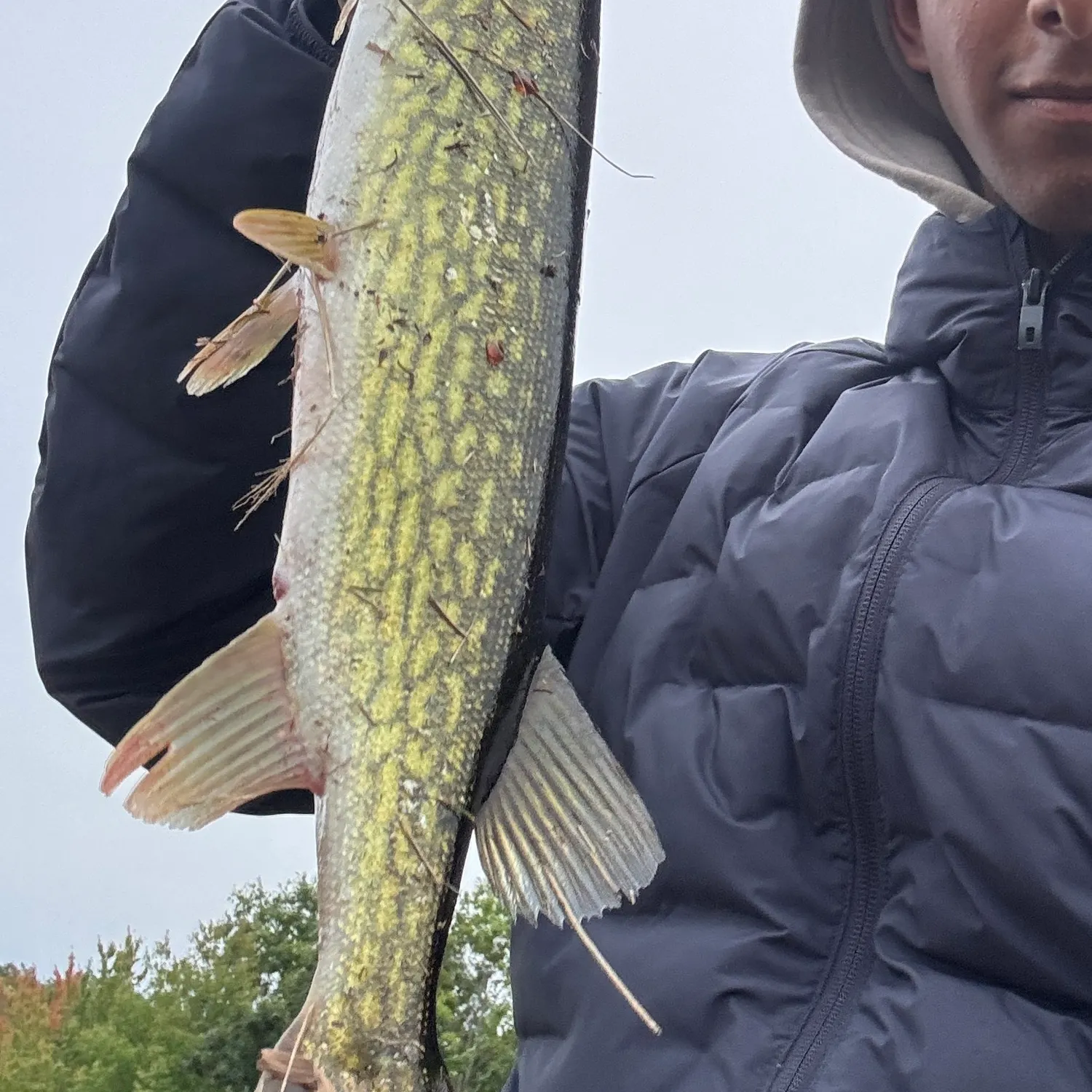 Chain pickerel caught on Fishbrain