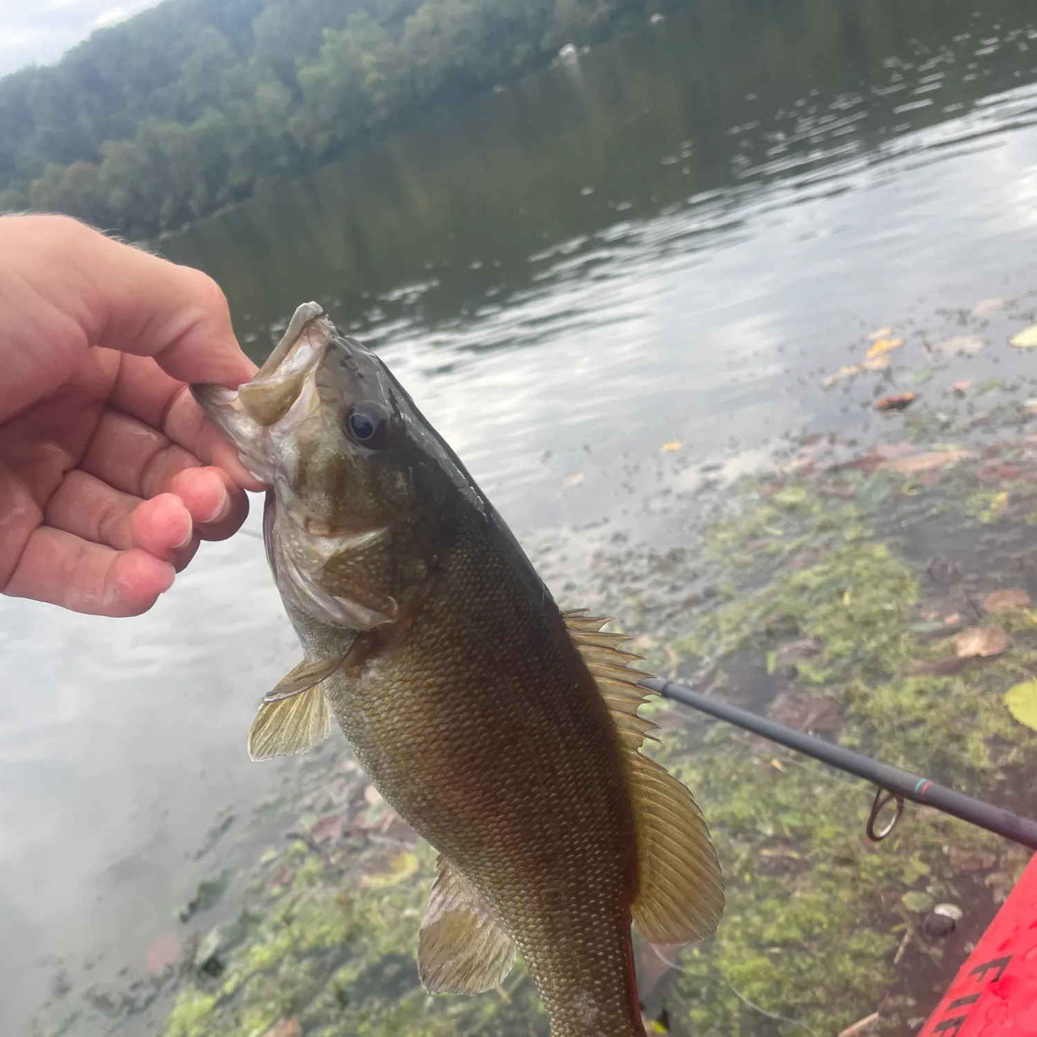 Smallmouth bass caught on Fishbrain