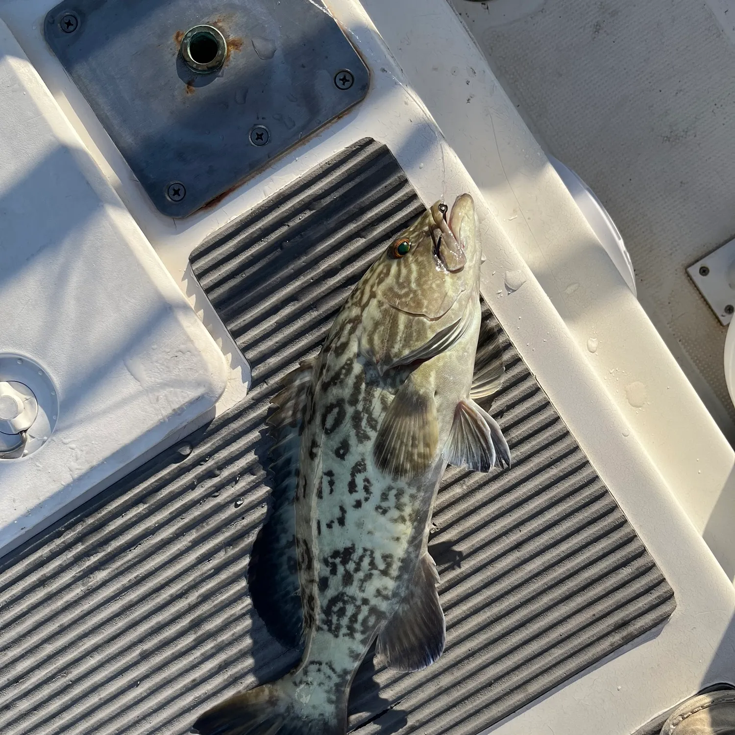 angler catch