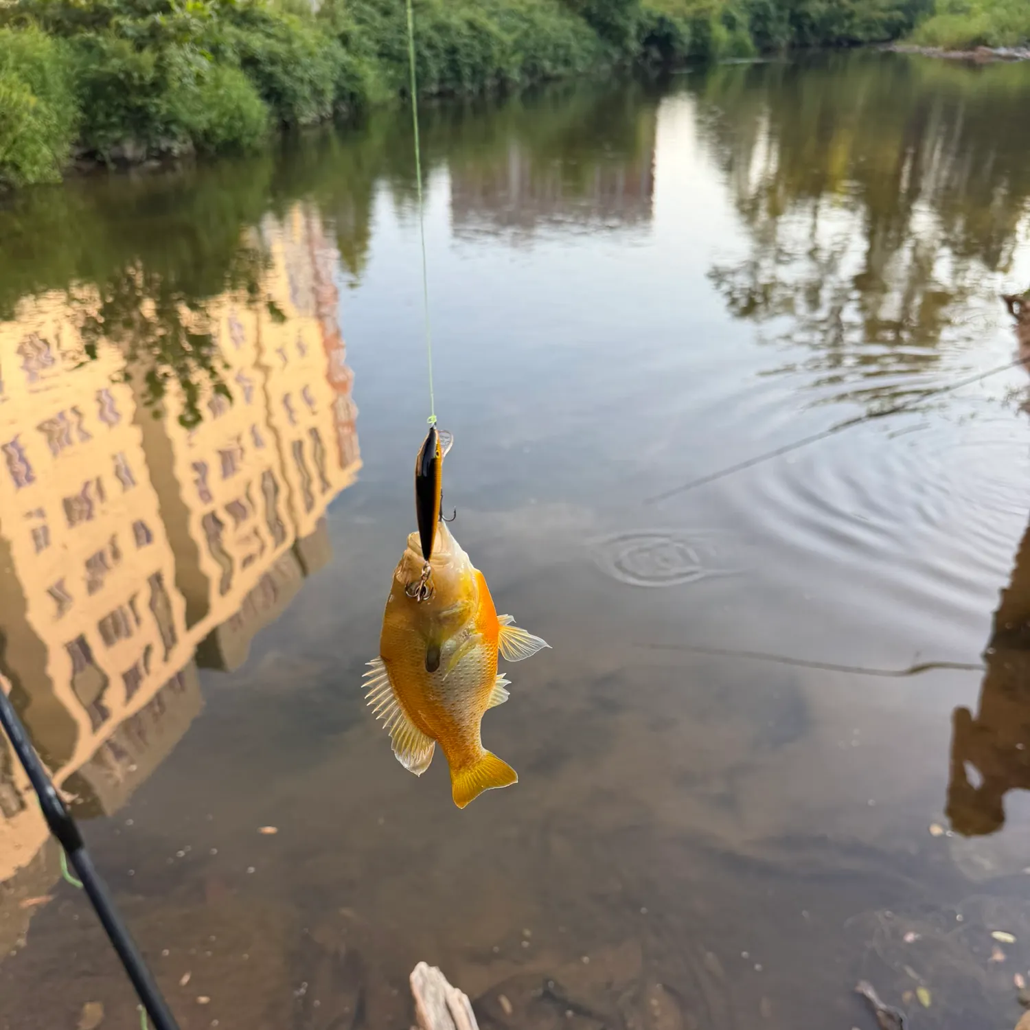 Bluegill caught on Fishbrain