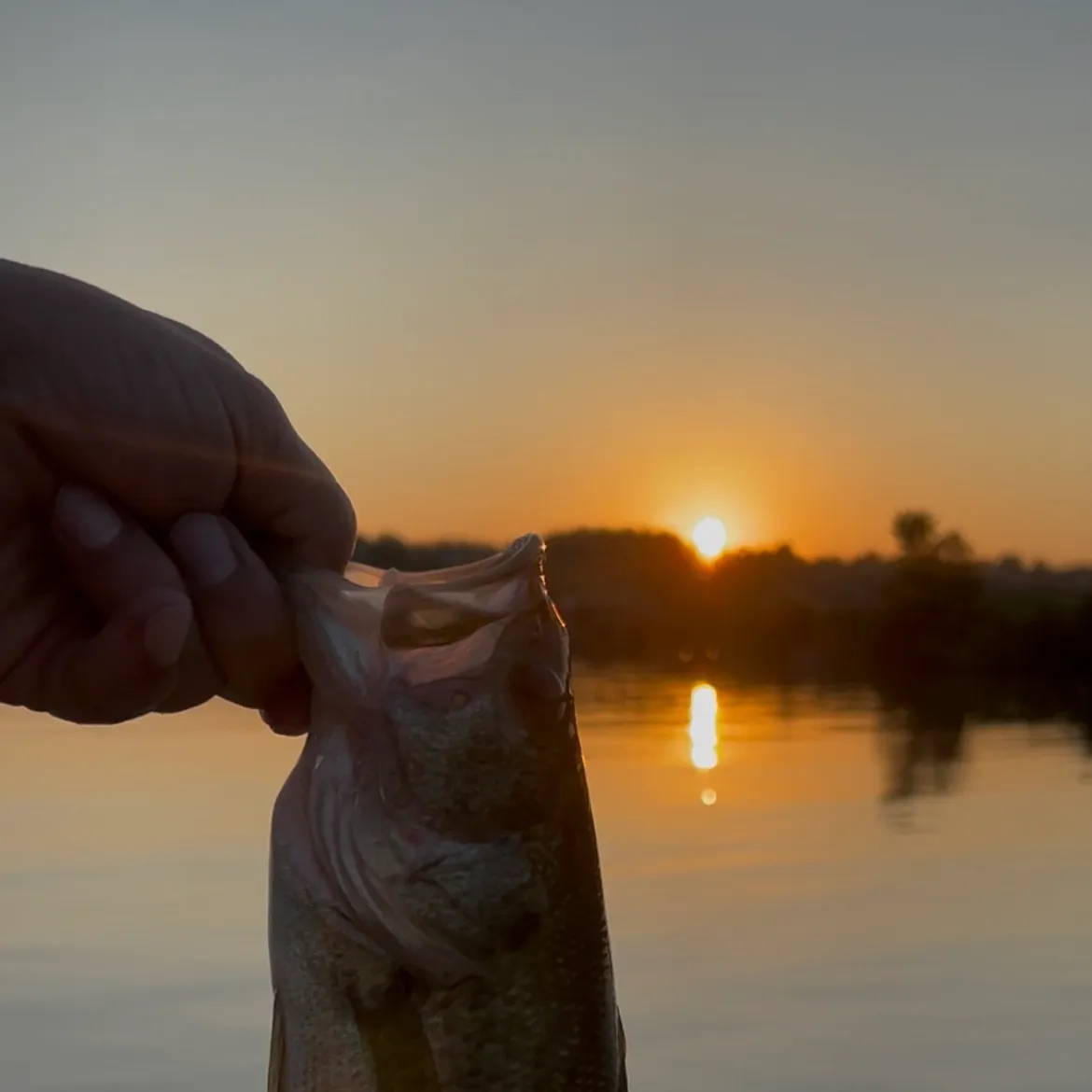 Spotted bass caught on Fishbrain