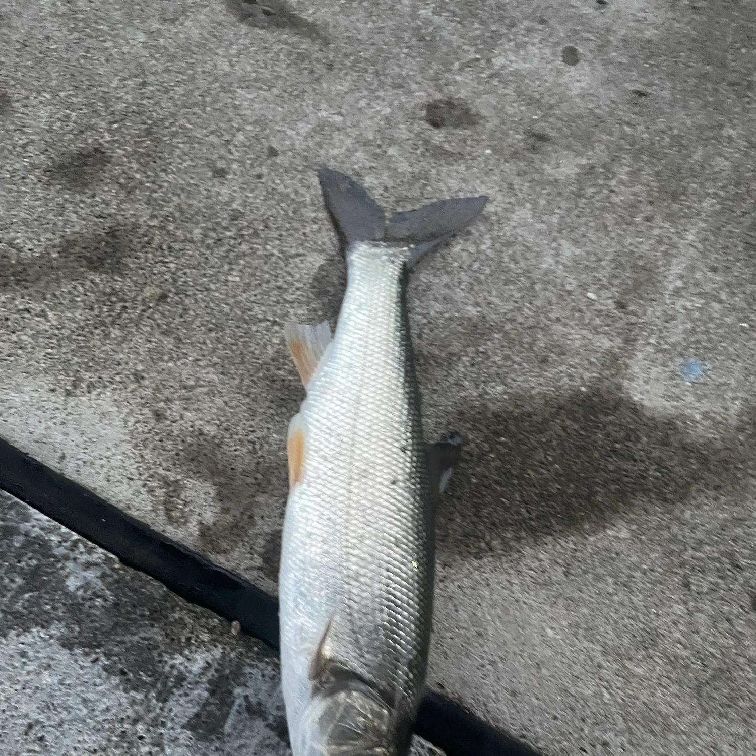 The most recent Big-scaled redfin catches on Fishbrain