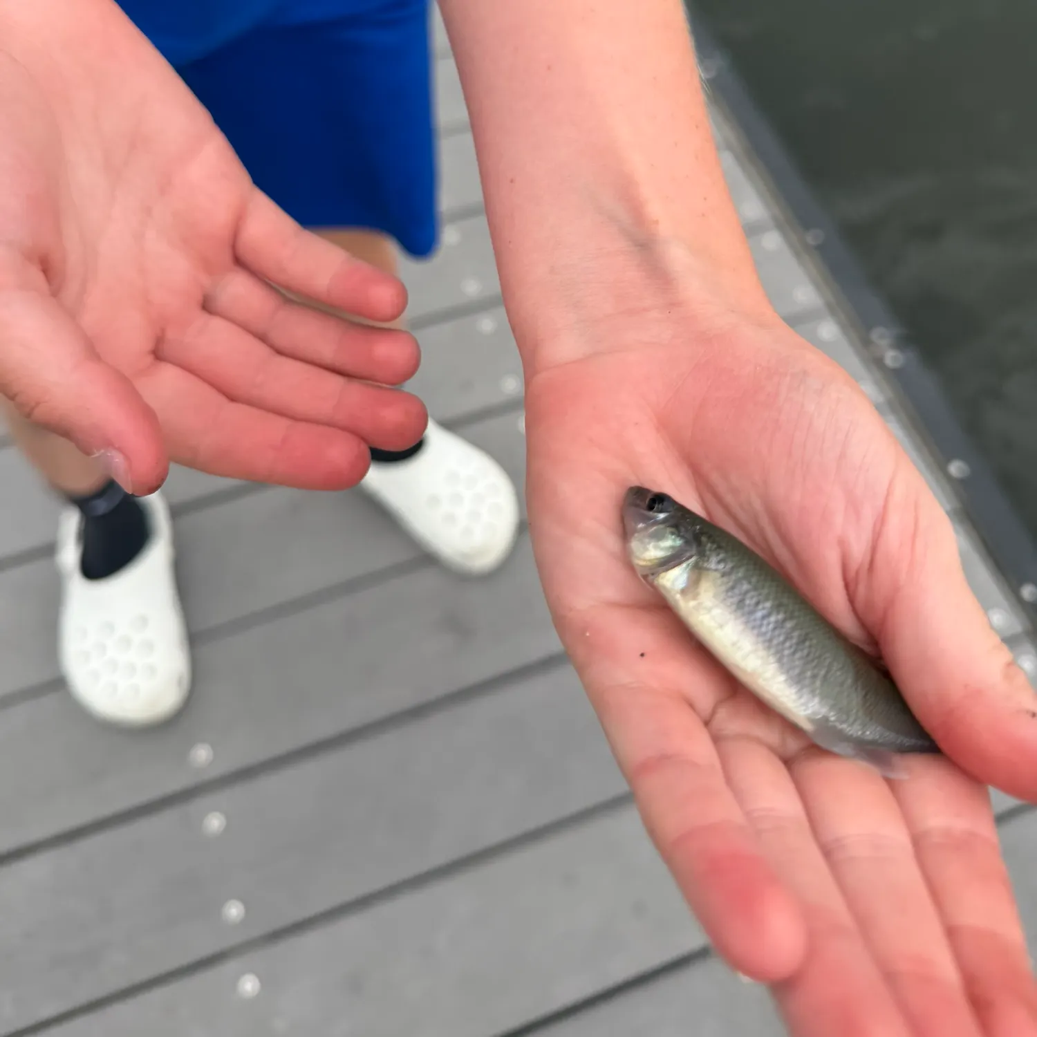Blackspotted topminnow caught on Fishbrain