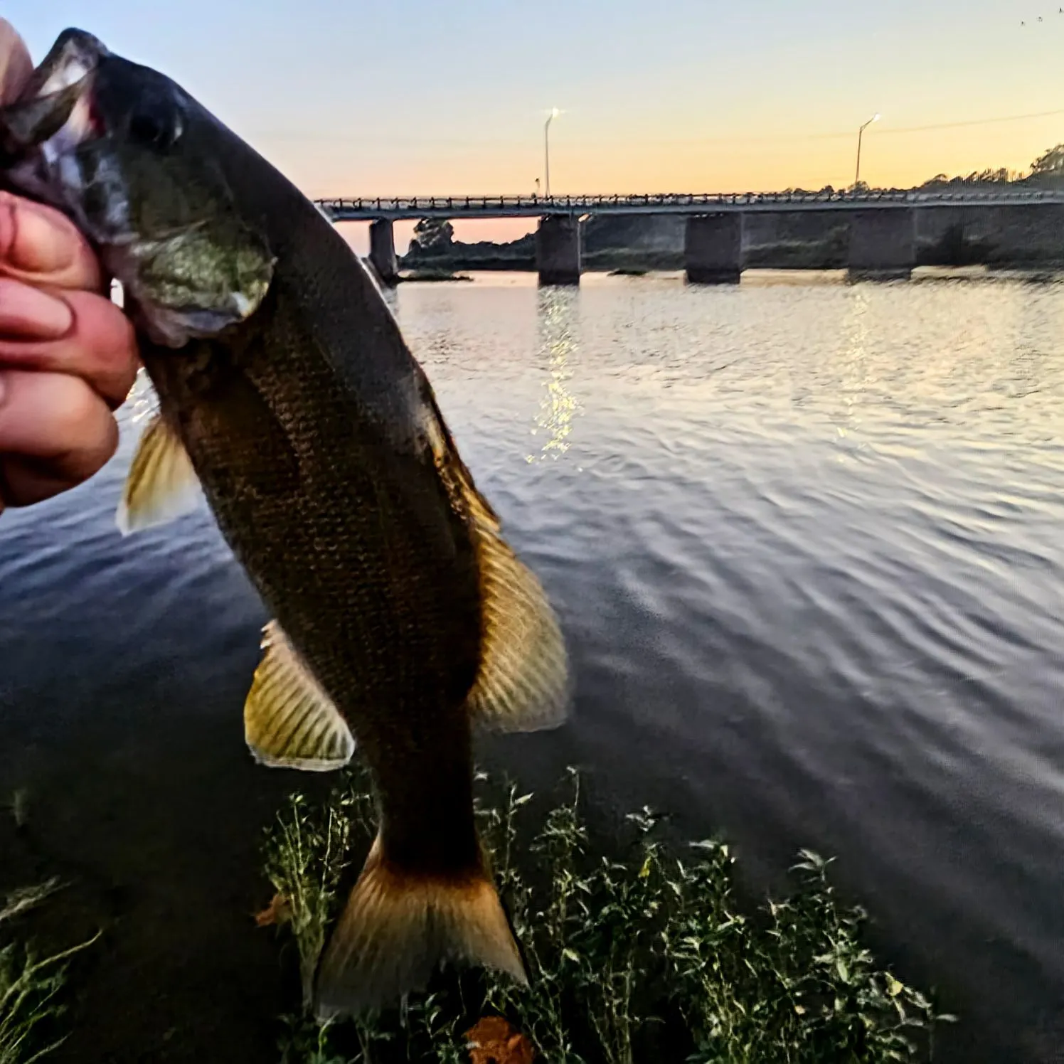 Smallmouth bass caught on Fishbrain