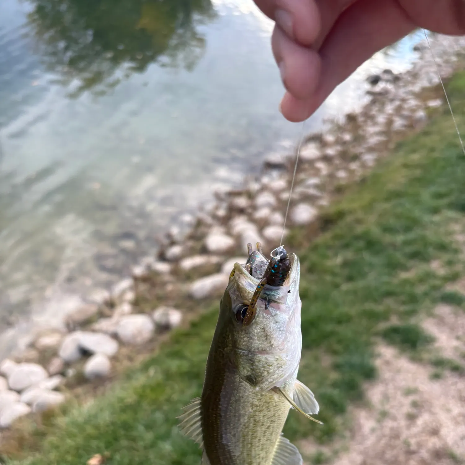 Largemouth bass caught on Fishbrain