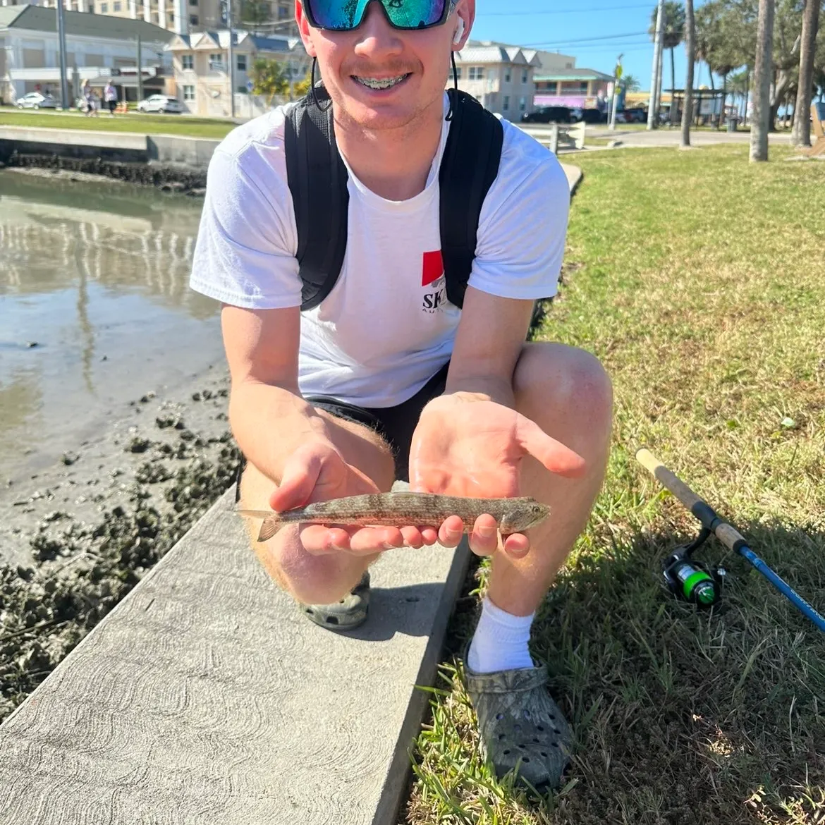 The most recent Atlantic lizardfish catches on Fishbrain