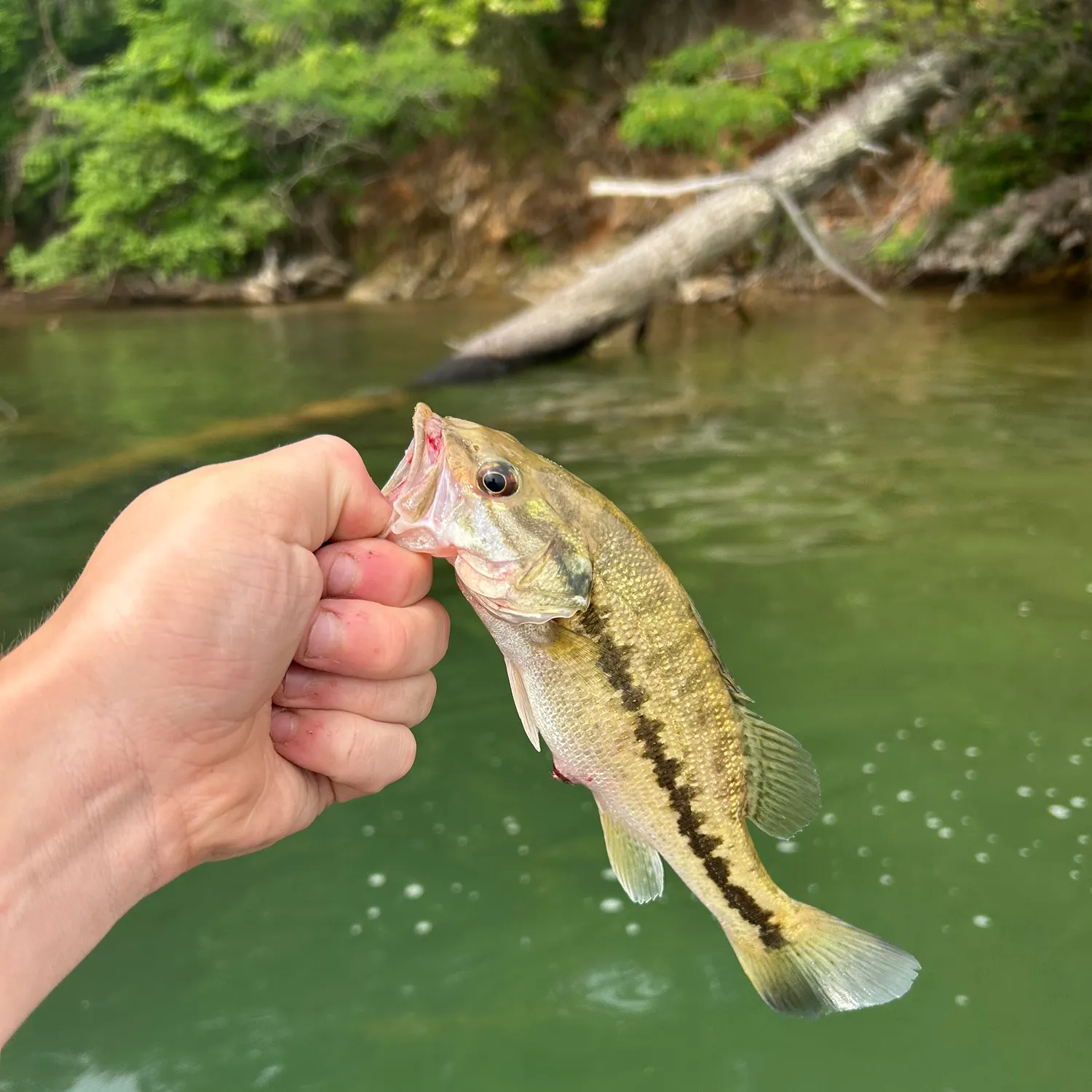 The most recent Meanmouth bass catches on Fishbrain