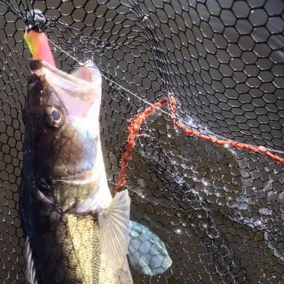 Zander caught on Fishbrain