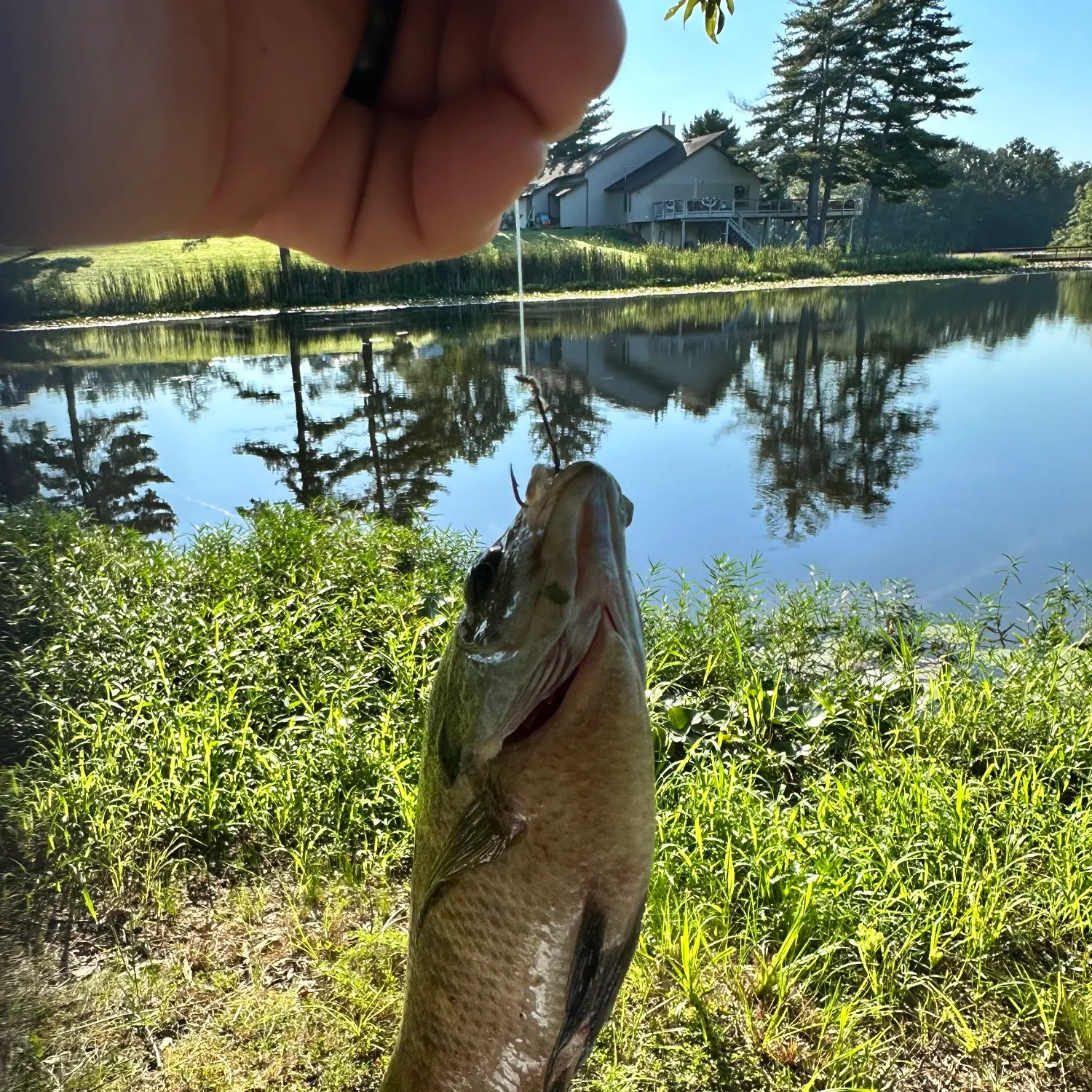Bluegill caught on Fishbrain