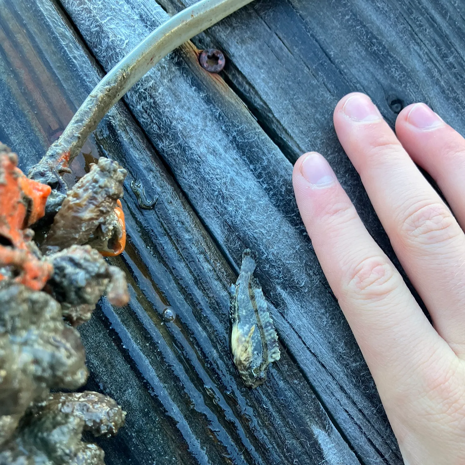 The most recent Gulf toadfish catches on Fishbrain