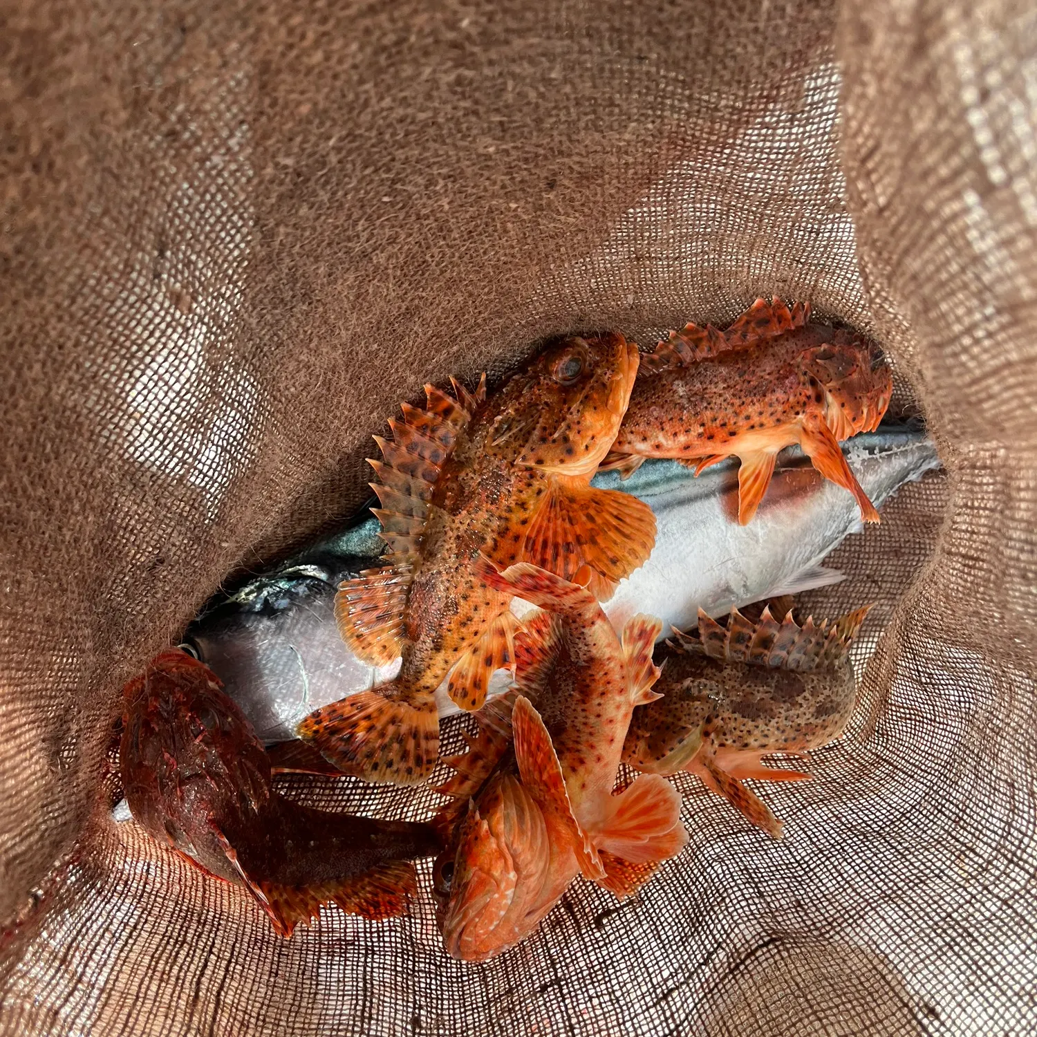 California scorpionfish caught on Fishbrain