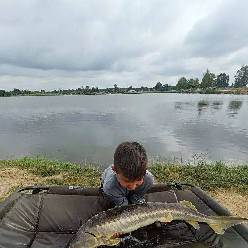 Northern pike caught on Fishbrain