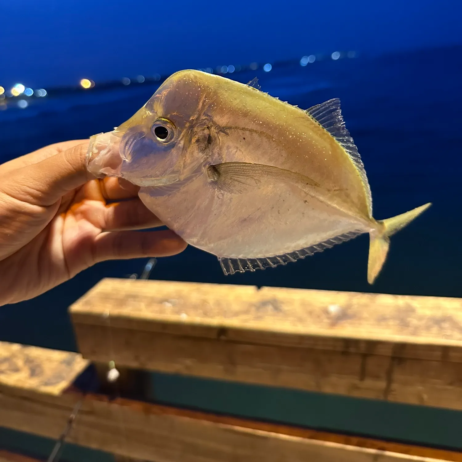 The most recent Lookdown catches on Fishbrain