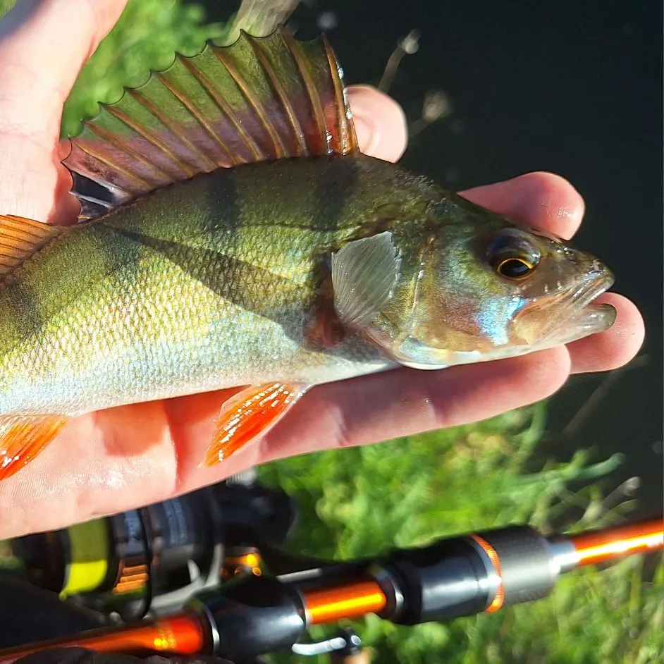 European perch caught on Fishbrain