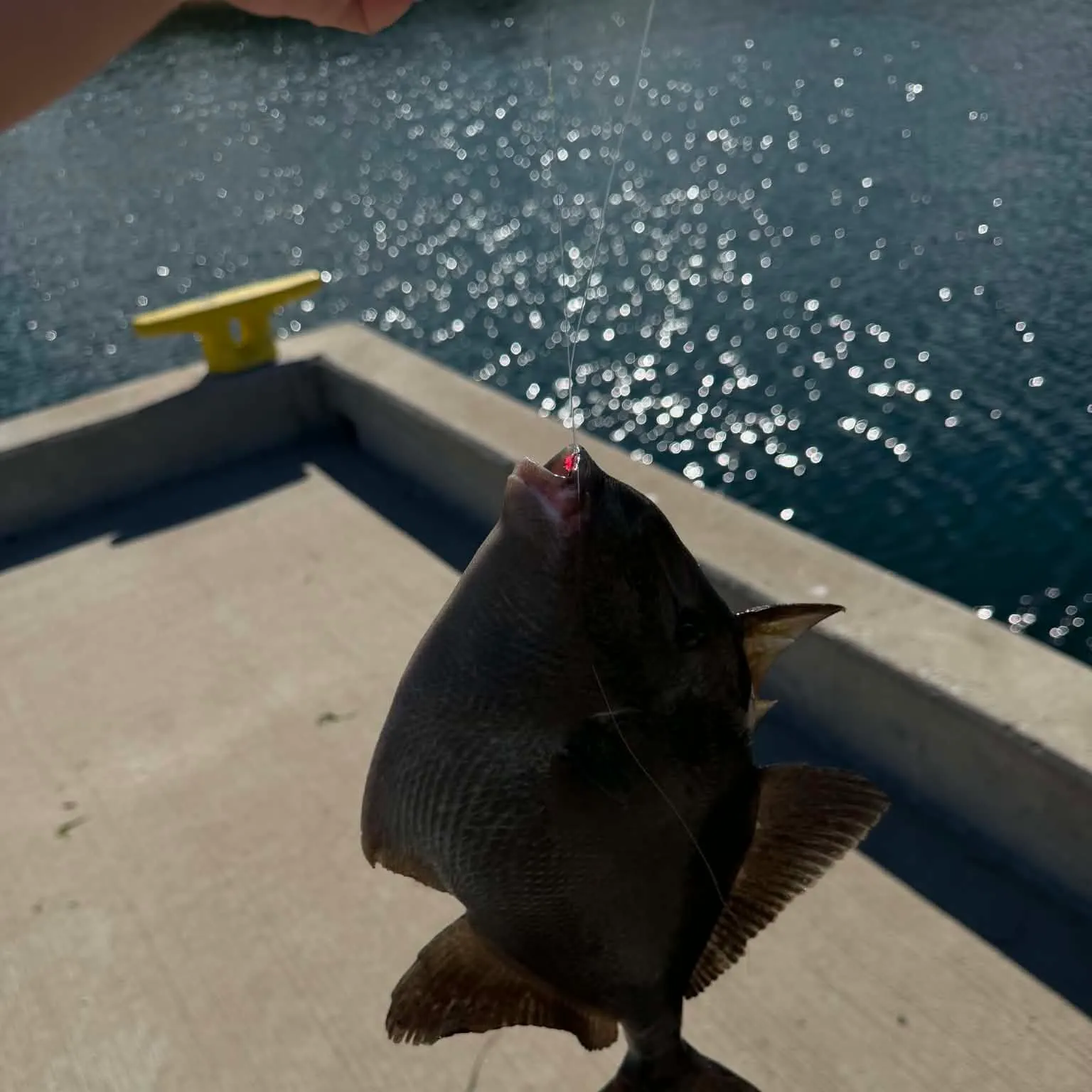 Grey triggerfish caught on Fishbrain
