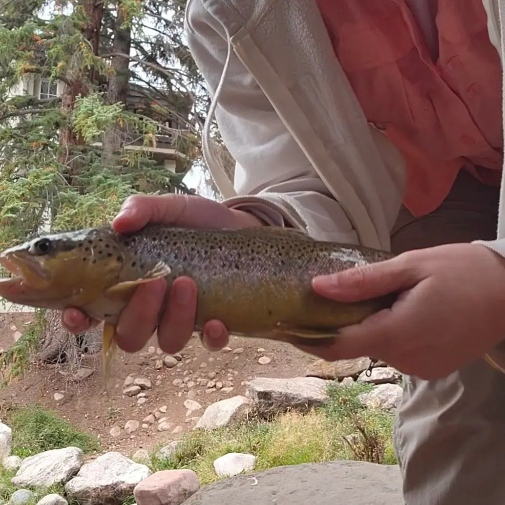 Brown trout caught on Fishbrain