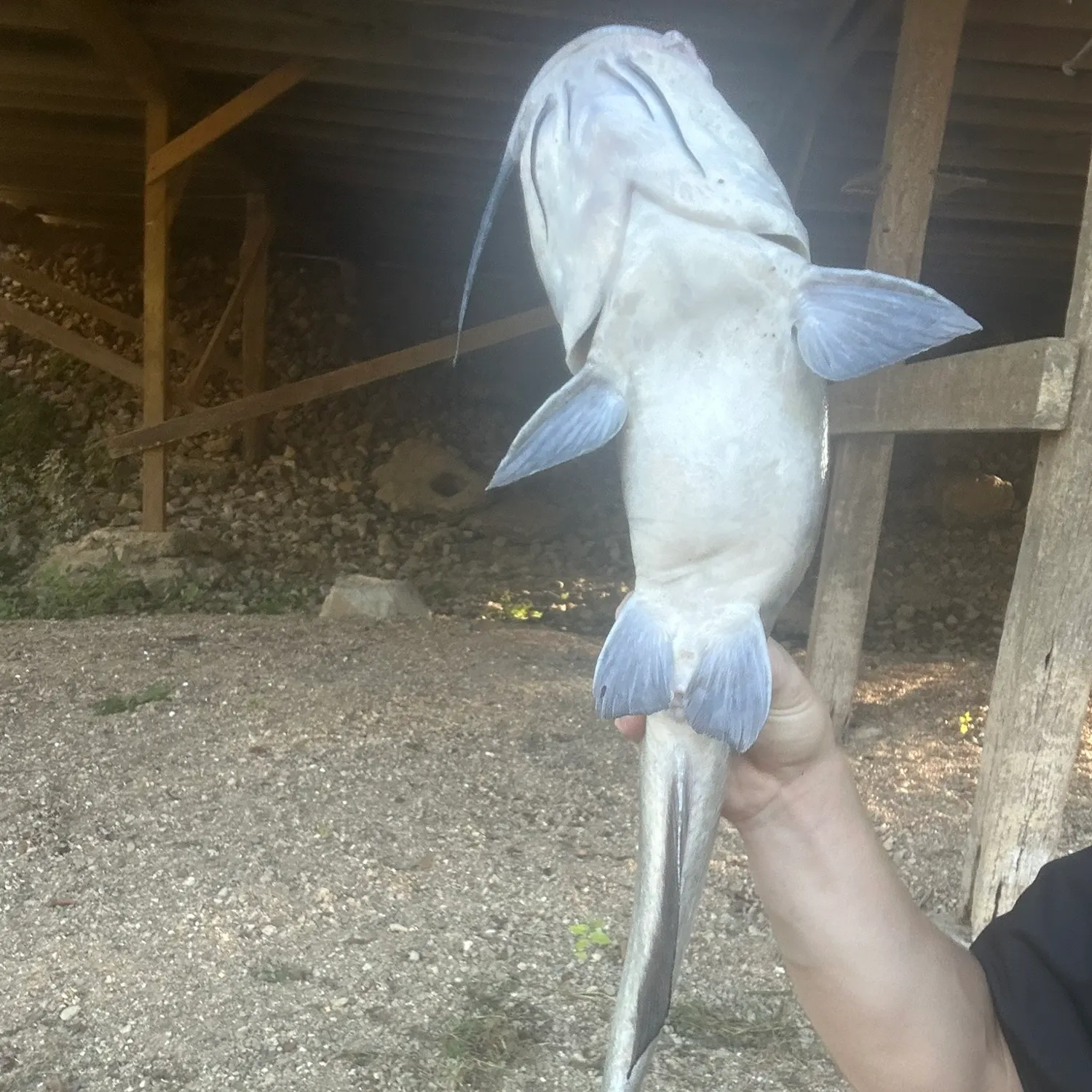 Channel catfish caught on Fishbrain