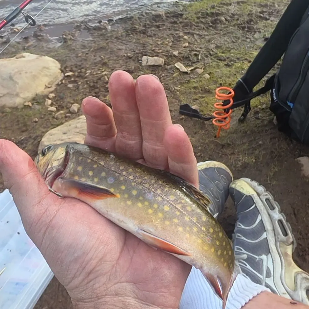Brook trout caught on Fishbrain