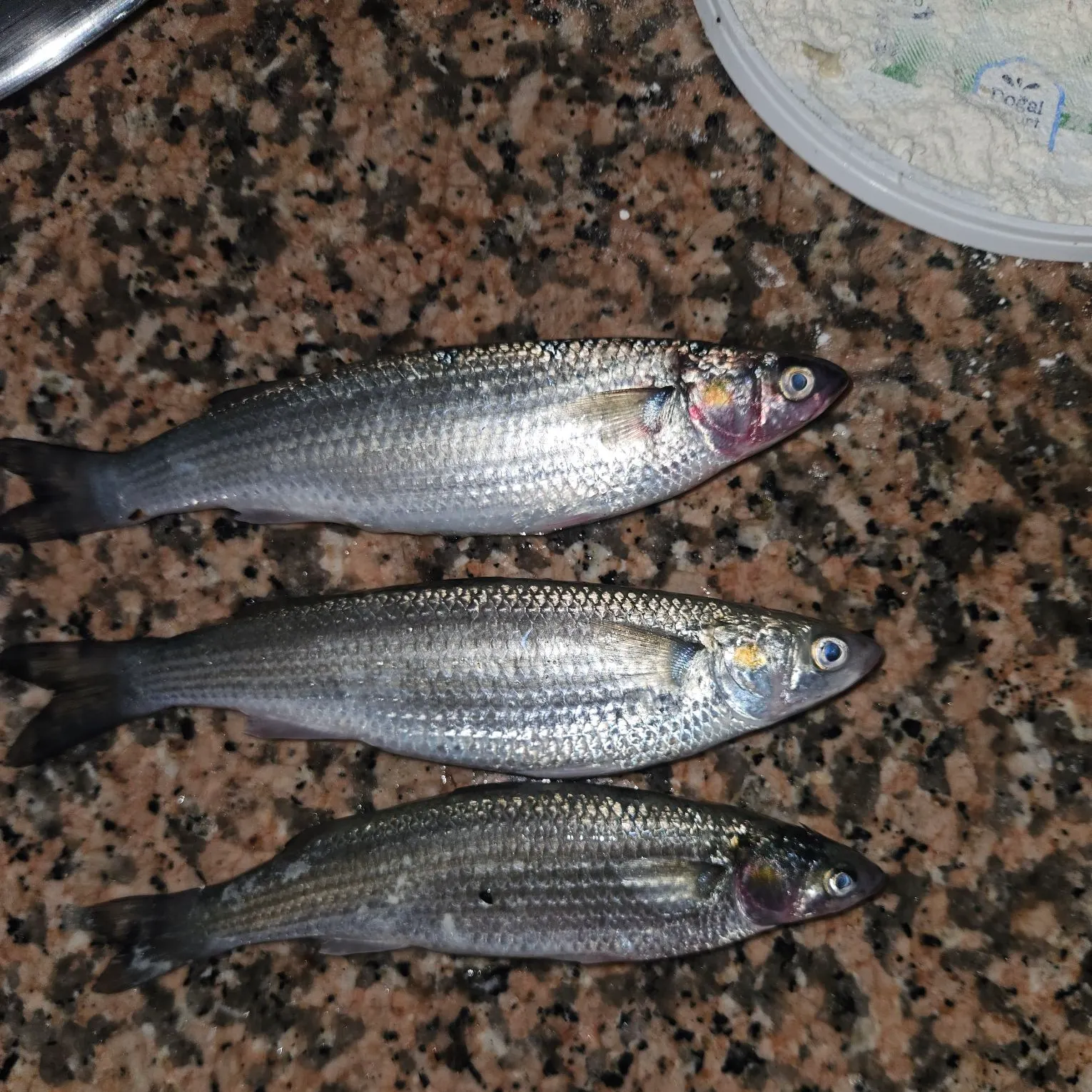 The most recent Striped mullet catches on Fishbrain