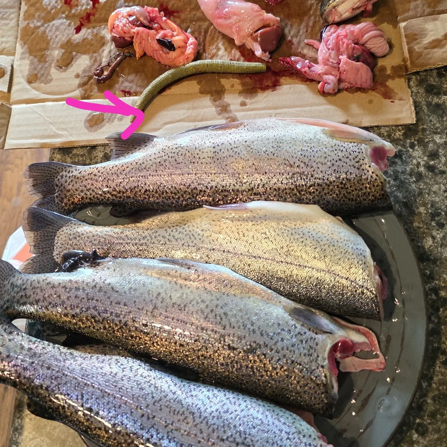 recently logged catches